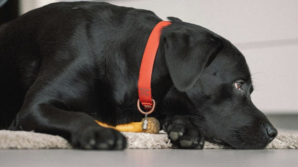 Kĺbová výživa pre väčších psov