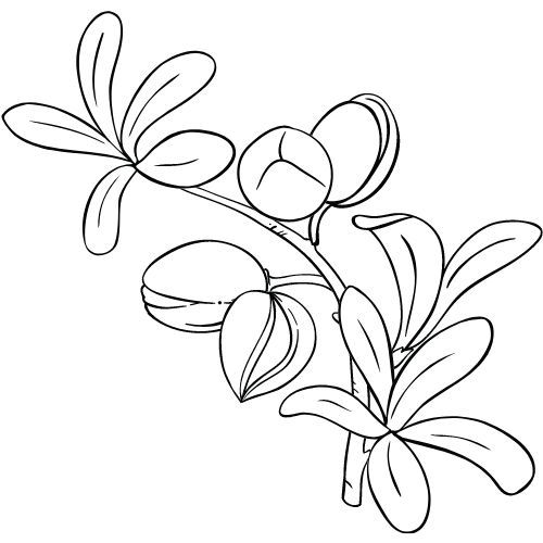 Arganovo ulje 100% Alteya Organics 50 ml