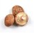 Shiitake
