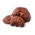 Reishi