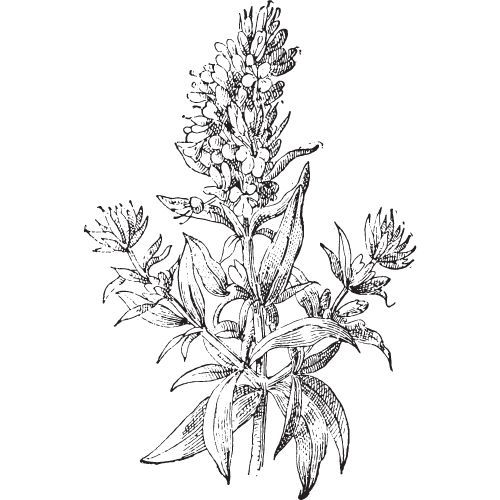 Ulje izopa 100% Alteya Organics 10 ml