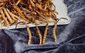 Cordyceps: Všestranný přírodní lék s rozmanitými účinky