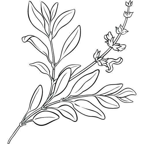 Ulje kadulje 100% Alteya Organics 5ml