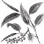 Litsea Cubeba (May Chang) ulje 100% Alteya Organics 10 ml