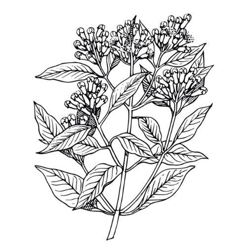 Klinčekový olej 100% Alteya Organics 10 ml