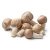 Agaricus blazei