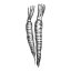 Ulje mrkve 100% Alteya Organics 10 ml
