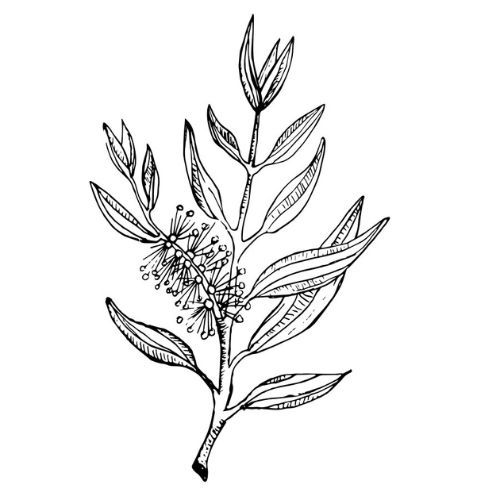 Tea Tree (kajeput) olej 100% Alteya Organics 10 ml