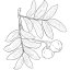 Andiroba olej 100% Alteya Organics 50 ml