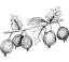 Amla olej 100% Alteya Organics 50 ml