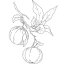 Neroli olej 100% Alteya Organics 10ml