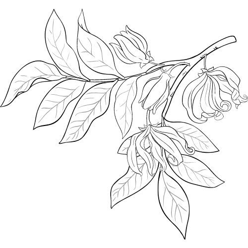 Ylang-Ylang ulje 100% Alteya Organics 10 ml