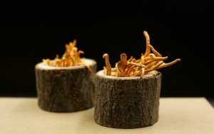 Jak vybrat nejlepší cordyceps?