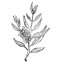 Tea Tree (kajeput) olej 100% Alteya Organics 10 ml