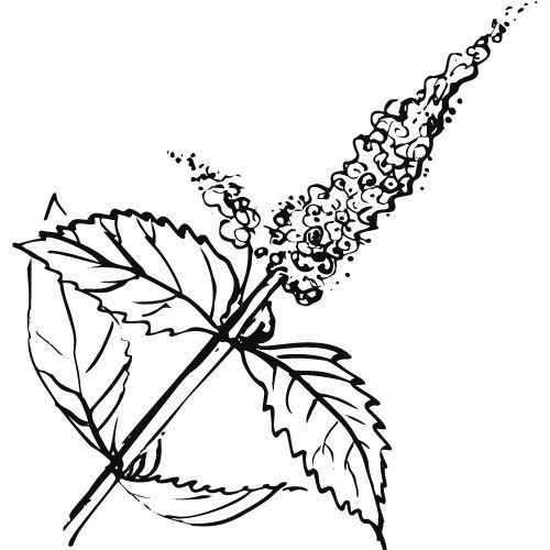 Mátový olej 100% Alteya Organics 5 ml
