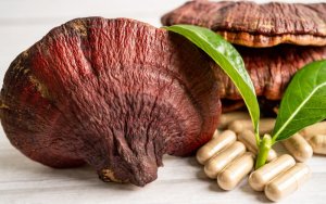 Reishi: Starodávne liečivé účinky v súčasnom svete
