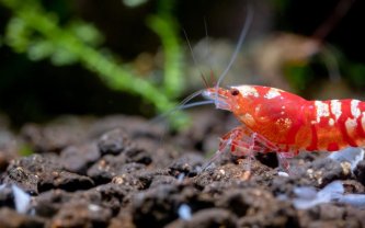 Krilovo ulje – kakve ima učinke i kako odabrati najbolje?