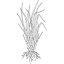 Vetiver olej 100% Alteya Organics 5 ml