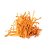Cordyceps