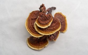 Najbolji reishi: Koje dodatke prehrani odabrati?
