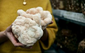 Hericium: Účinky a zdravotné benefity, ktoré treba poznať