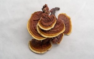 Najlepšia Reishi: Ktoré výživové doplnky si zvoliť?