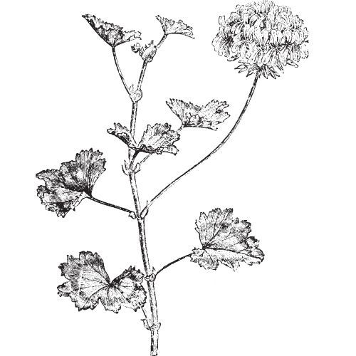 Rose Geranium ulje 100% Alteya Organics 10 ml