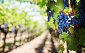 Zázračný antioxidant OPC a jeho účinky: Od boja proti starnutiu až po posilnenie srdca a imunitného systému