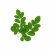 Moringa