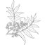 Nimbus ulje (neem ulje) 100% Alteya Organics 100ml