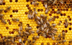 Propolis: Využitie, užívanie a účinky na zdravie a imunitu