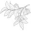 Ylang-Ylang ulje 100% Alteya Organics 10 ml