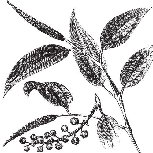 Litsea Cubeba (May Chang) ulje 100% Alteya Organics 10 ml