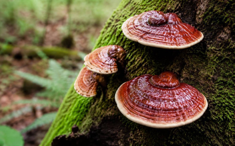 Houba Reishi