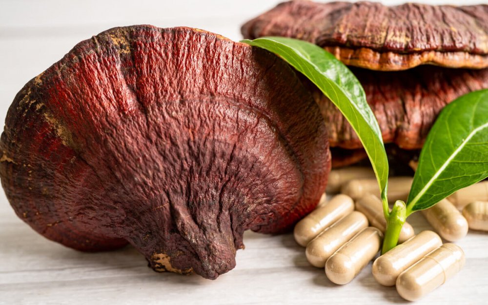 Uzimanje gljive Reishi