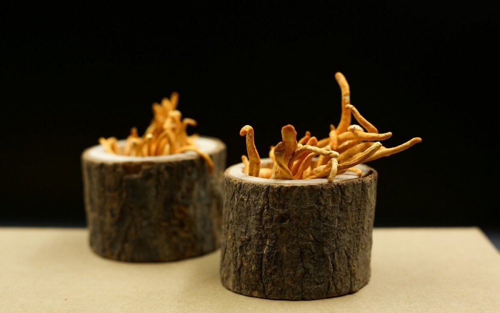 Nejlepší cordyceps