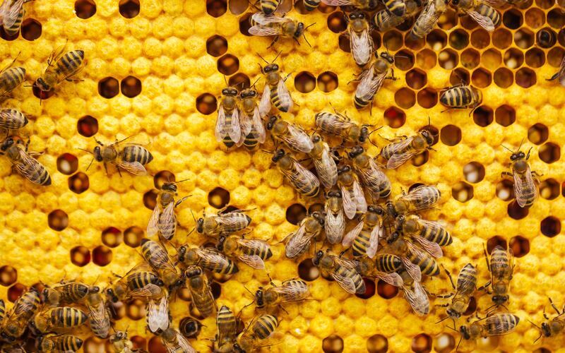 Propolis